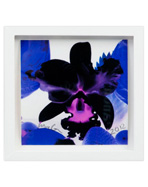 MARC QUINN Prints